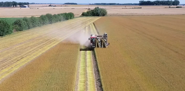 Flax yield